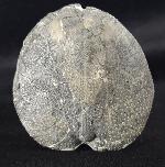 Micraster cf. schroederi STOLLEY 1891 - Bild &copy; FossNet FossilienStore